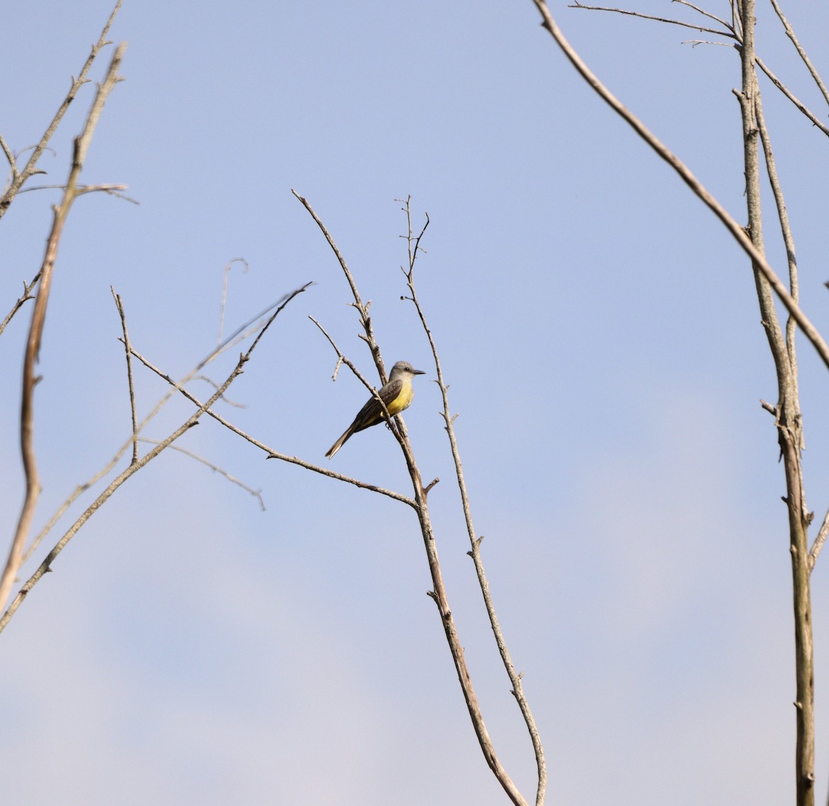 Tropical Kingbird - ML646579080