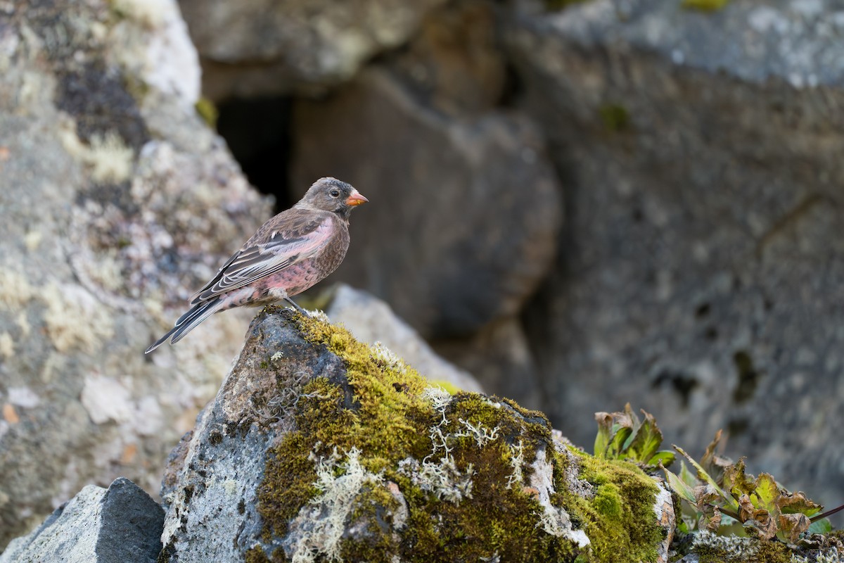 Pinzón Montano Nuquigrís (umbrina) - ML646579081