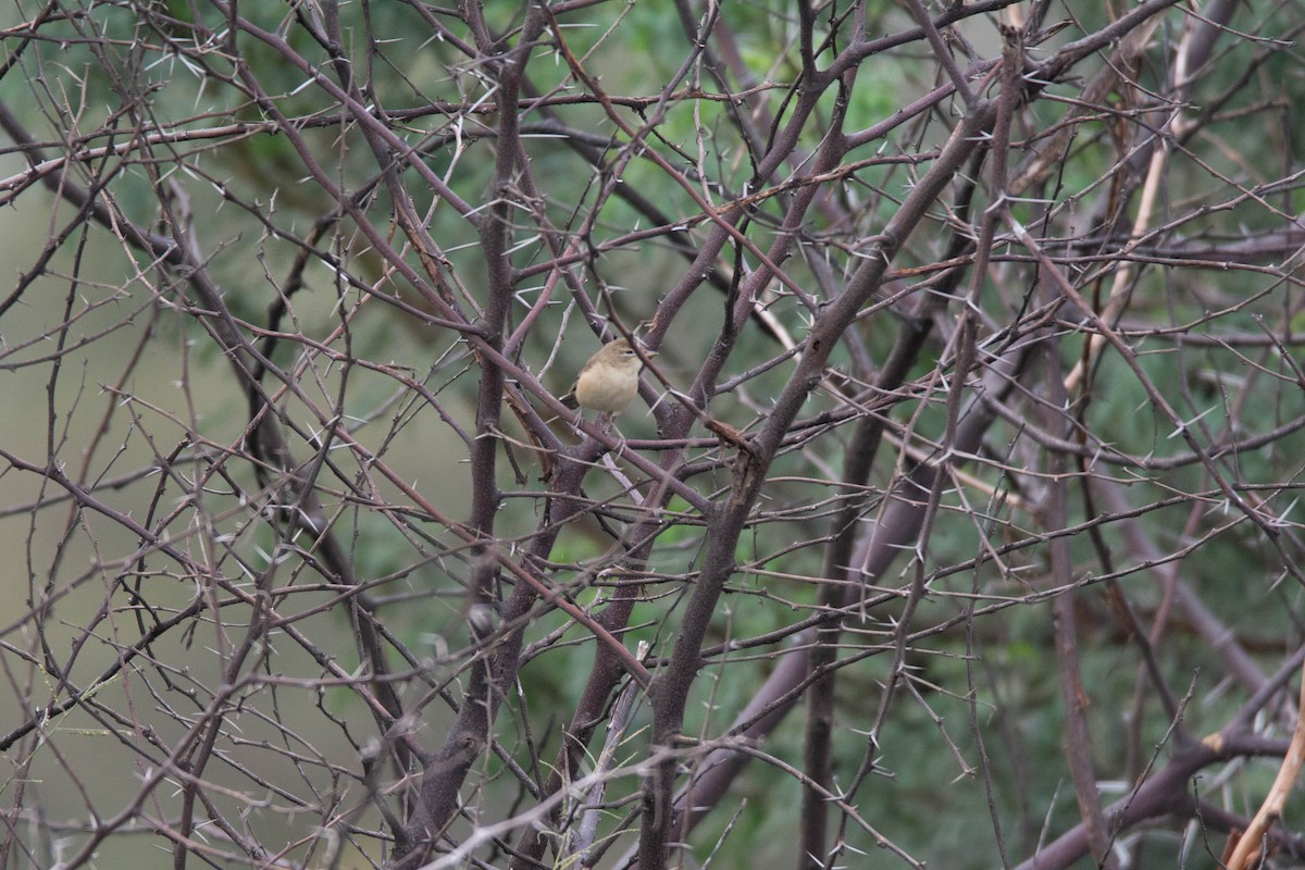 Sykes's Warbler - ML646579105