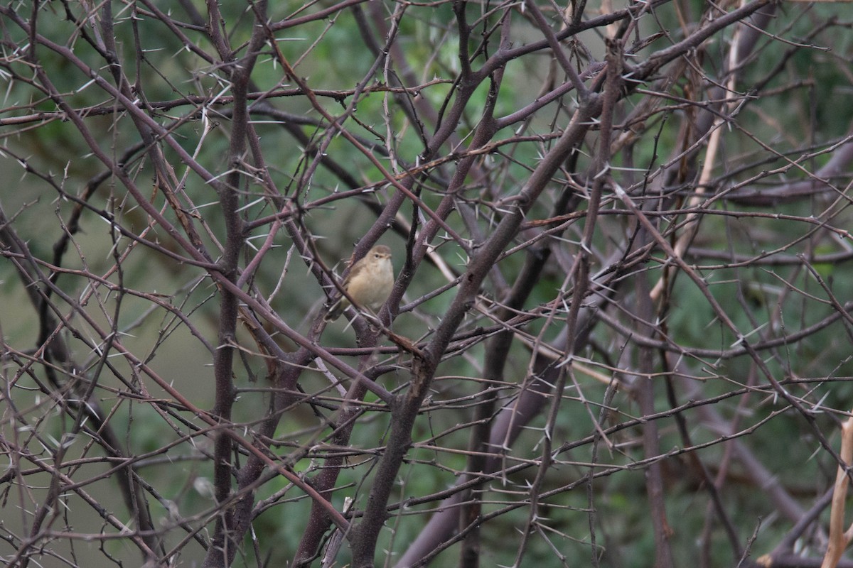 Sykes's Warbler - ML646579108