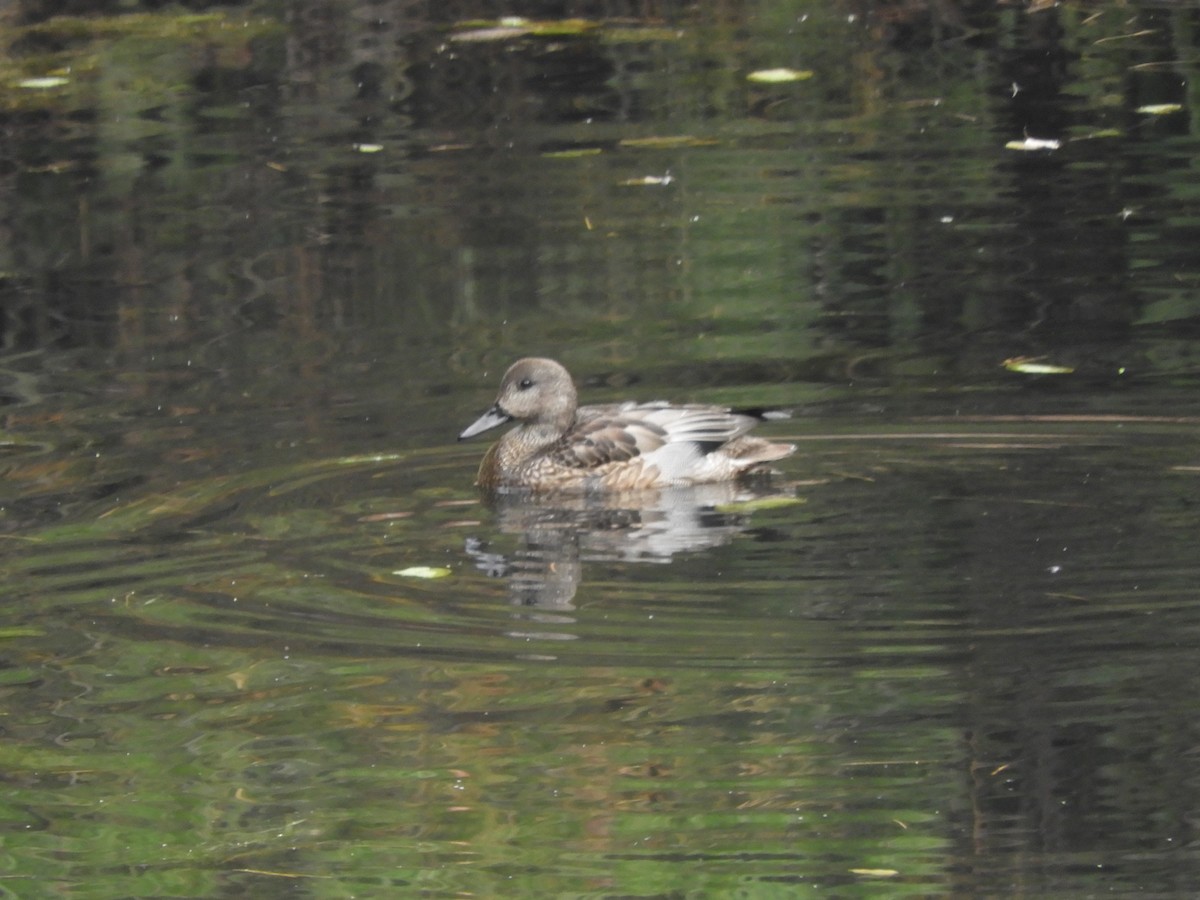 Качка далекосхідна - ML646579113