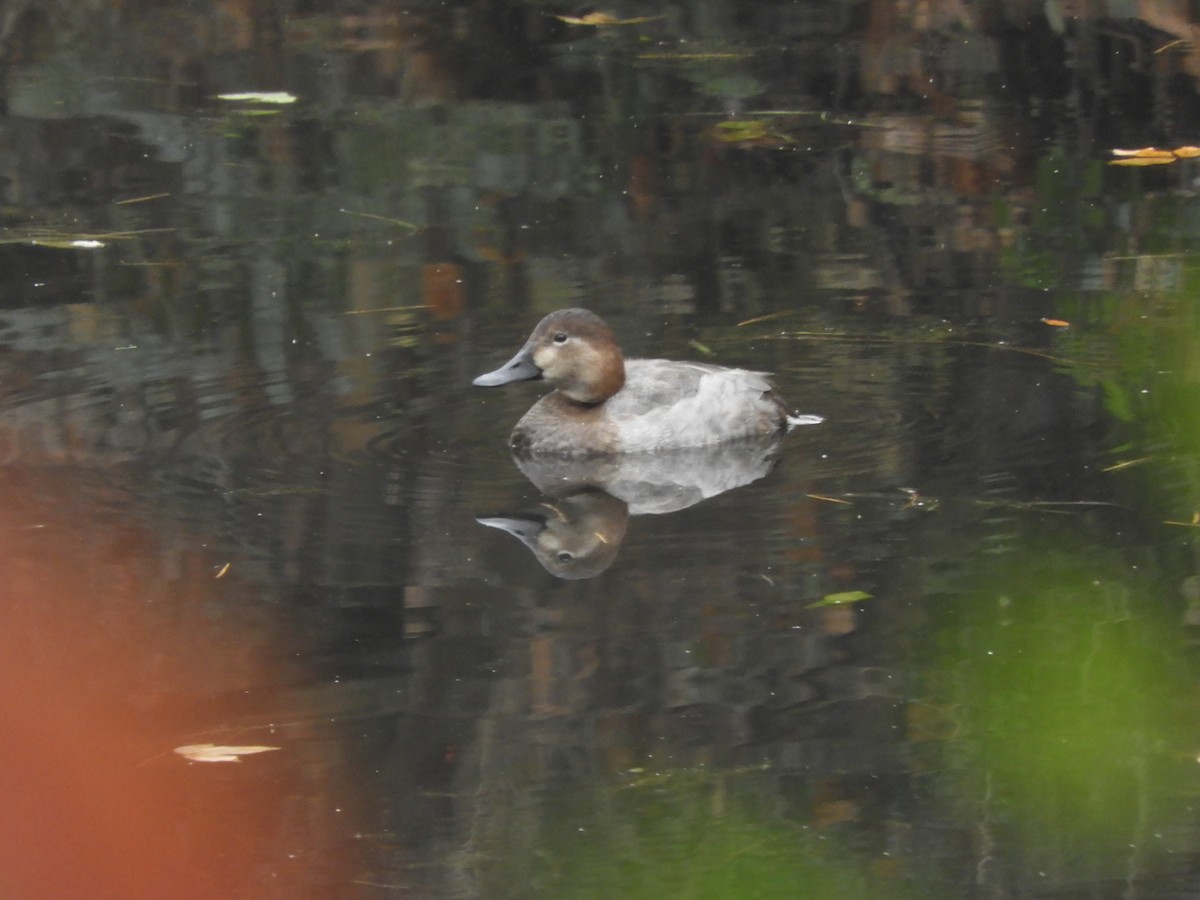 Попелюх звичайний - ML646579115