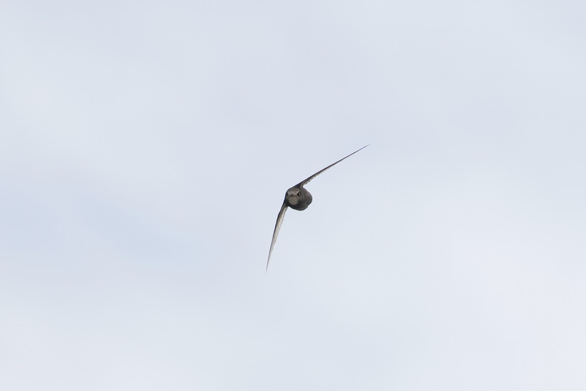 Серпокрилець чорний - ML646579122