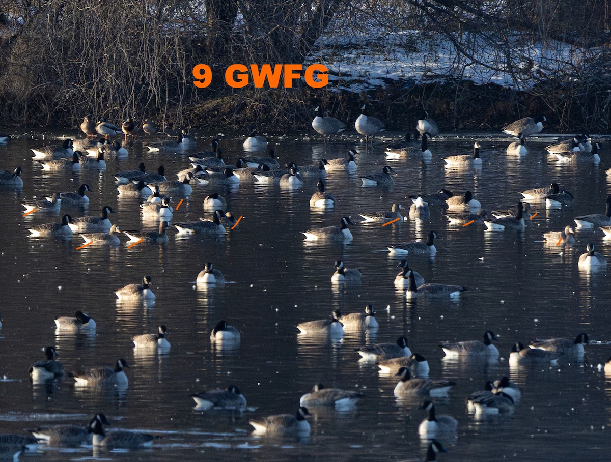 Белолобый гусь - ML646579124