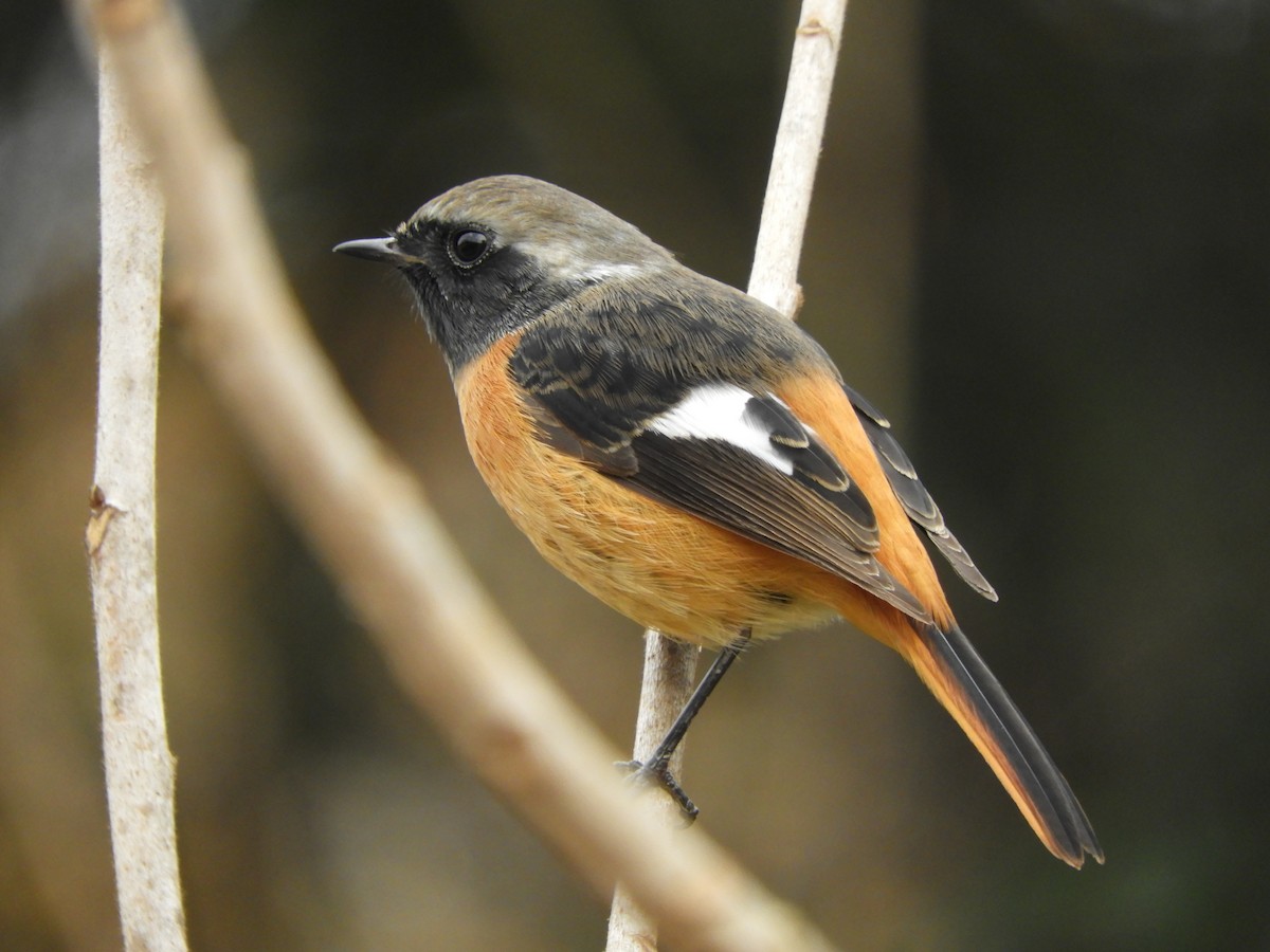 Горихвістка сибірська - ML646579128