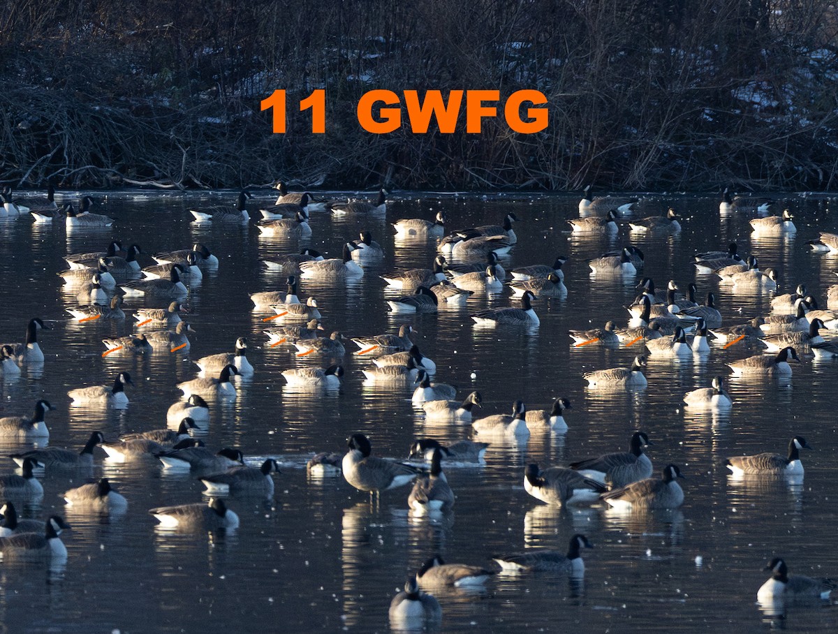 Белолобый гусь - ML646579133