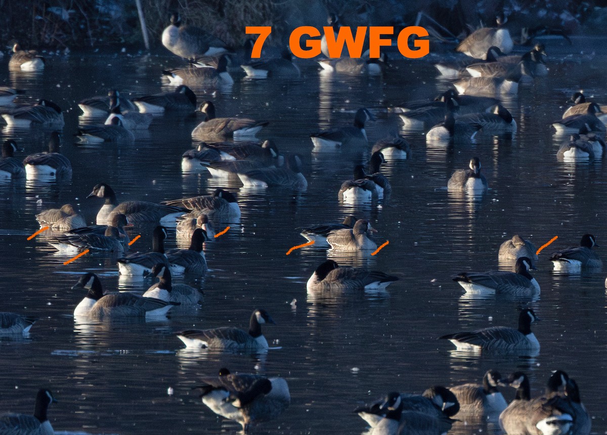 Белолобый гусь - ML646579137