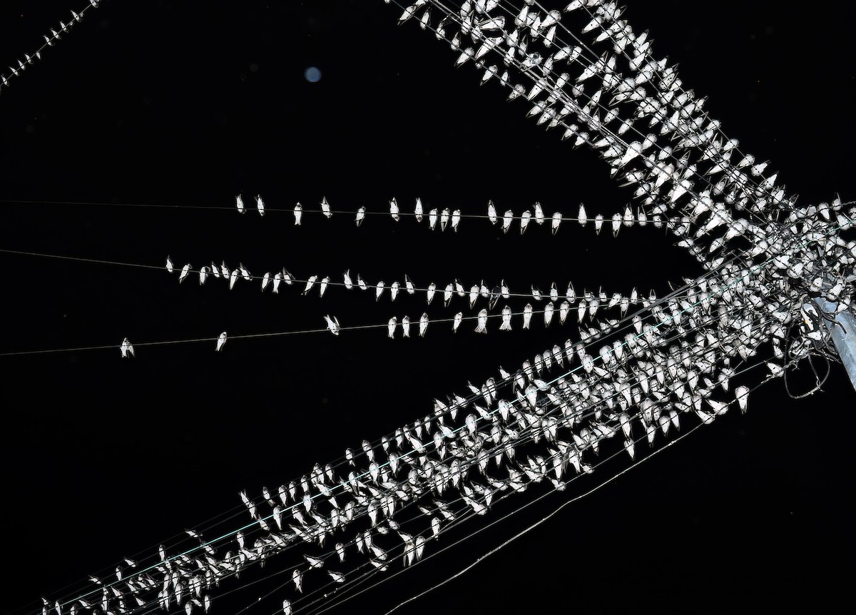 Gray-breasted Martin - ML646579138