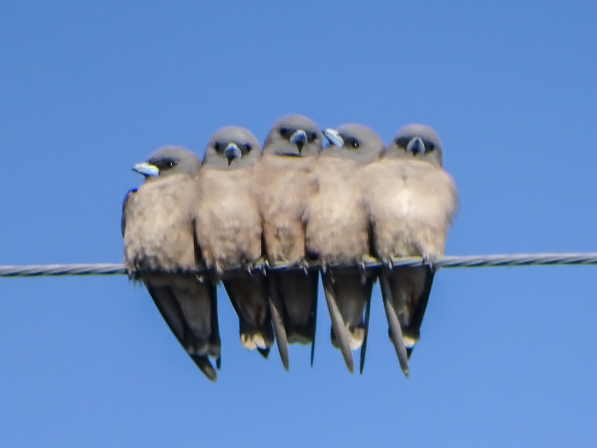 Серый артам - ML646579145