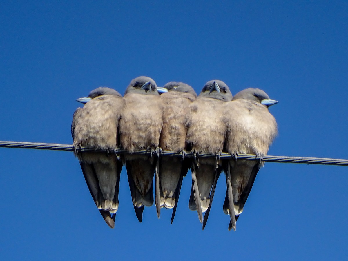 Серый артам - ML646579146