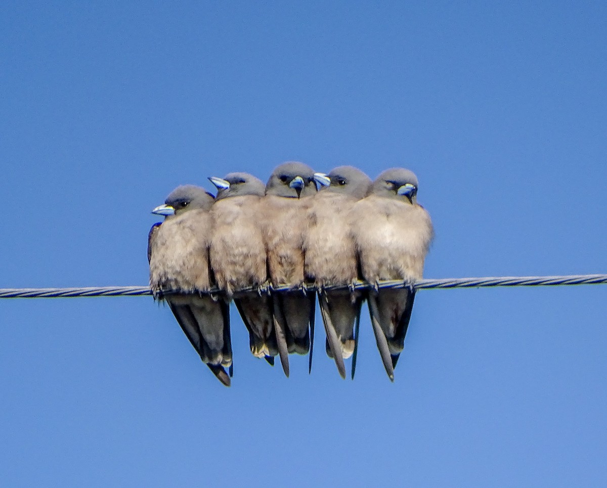 Серый артам - ML646579147