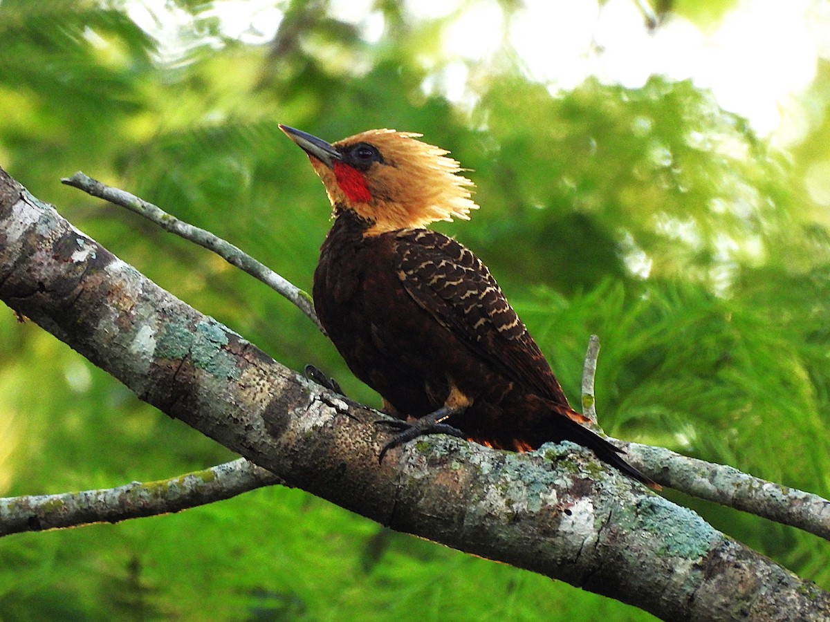 Pale-crested Woodpecker - ML646579149