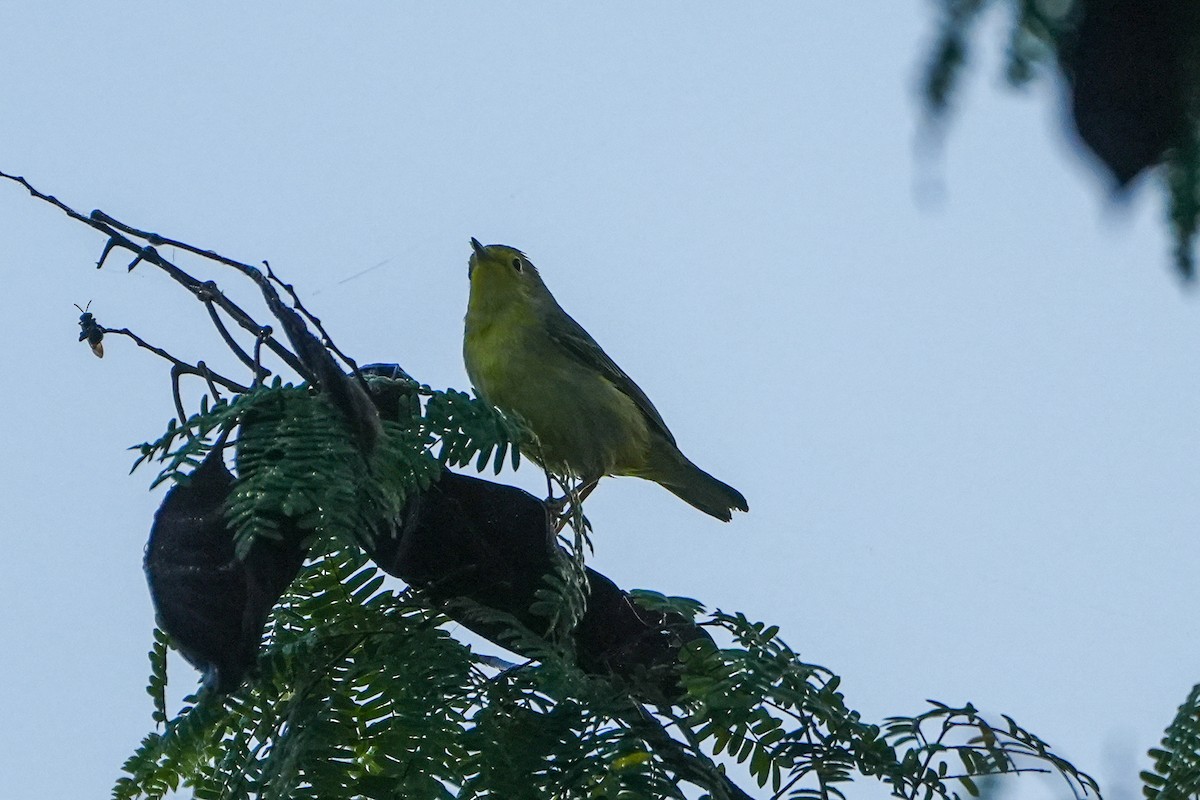 Northern Yellow Warbler - ML646579151