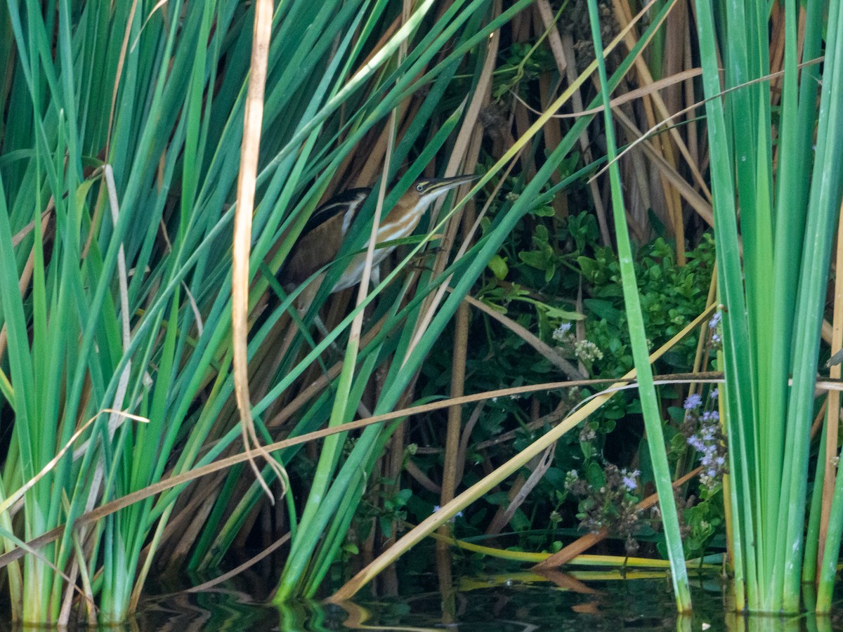 Least Bittern - ML646579152