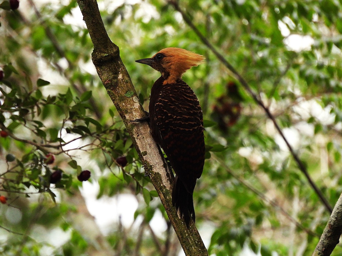 Pale-crested Woodpecker - ML646579153