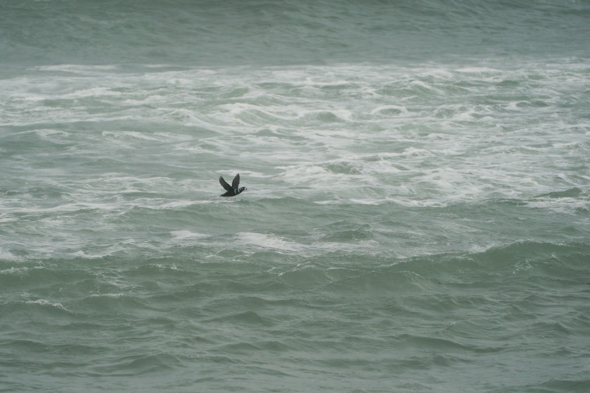 Palyaço Ördeği - ML646579154