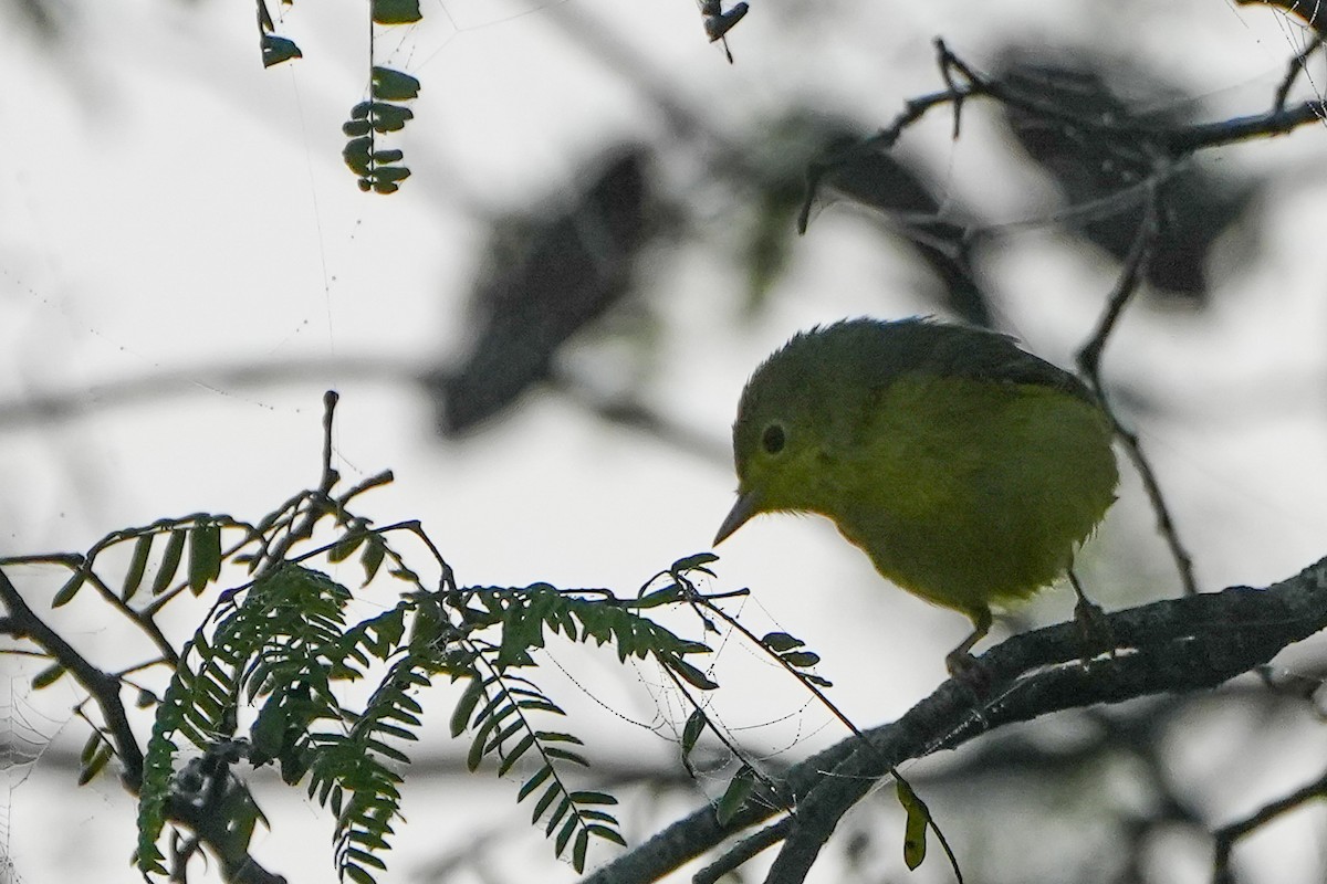 Northern Yellow Warbler - ML646579155