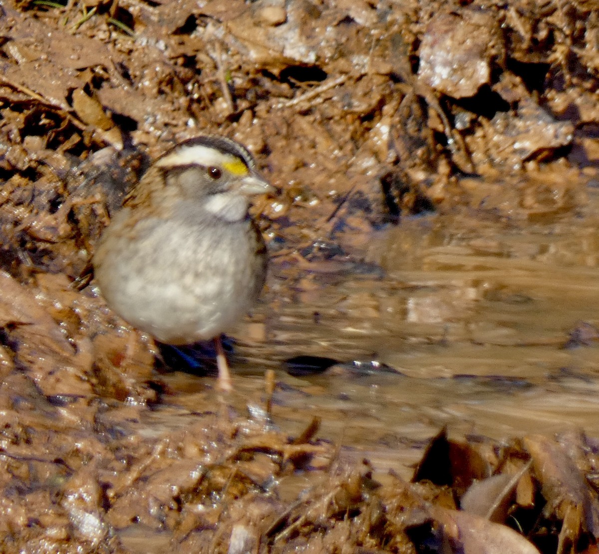 Bruant à gorge blanche - ML646579159