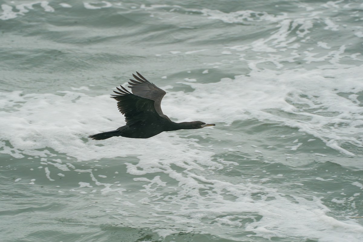 Red-faced Cormorant - ML646579162