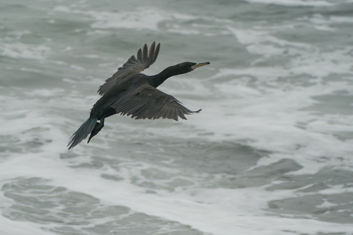 Red-faced Cormorant - ML646579164