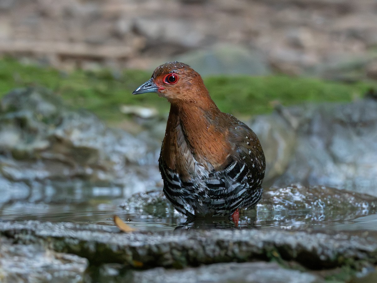 Polluela Patirroja - ML646579165