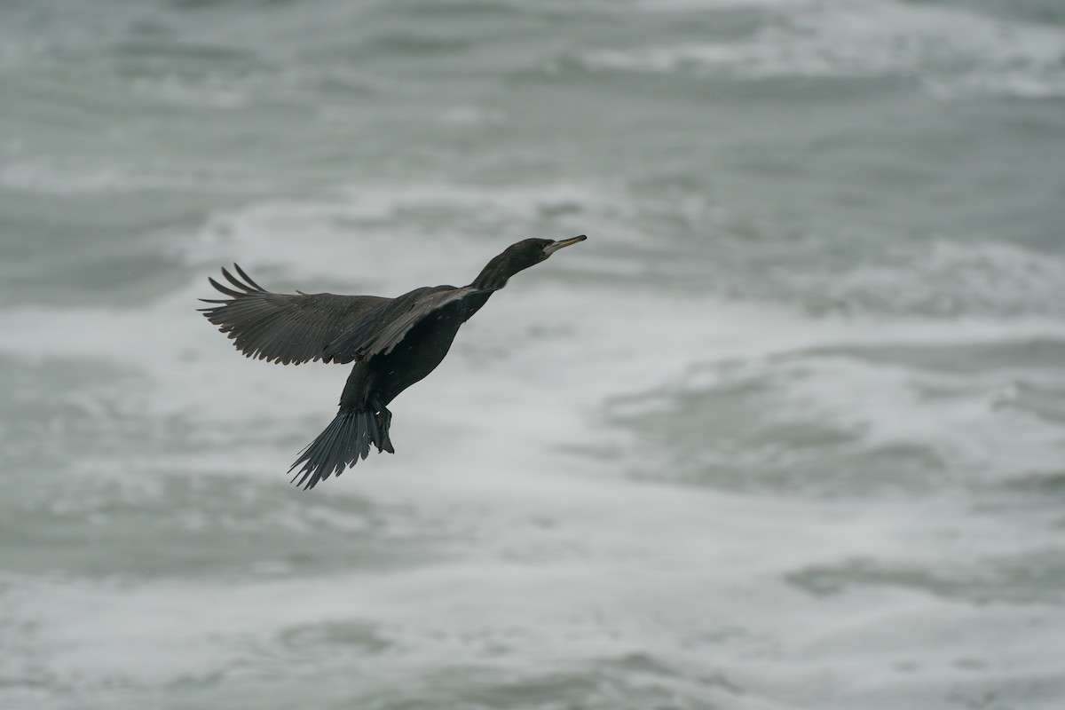 Red-faced Cormorant - ML646579166