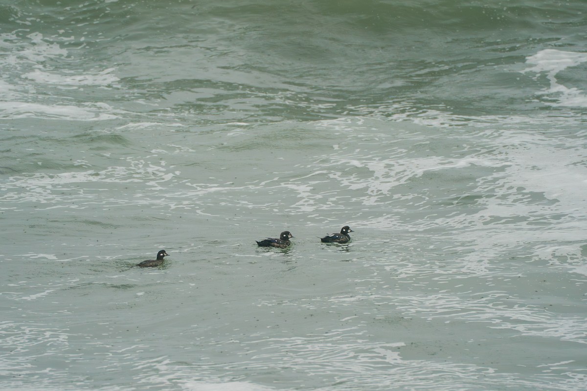 Palyaço Ördeği - ML646579167