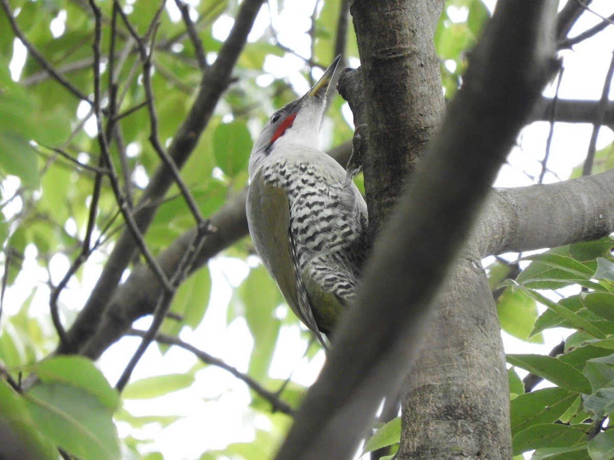 Жовна японська - ML646579168