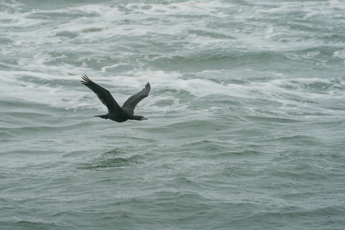 Red-faced Cormorant - ML646579169