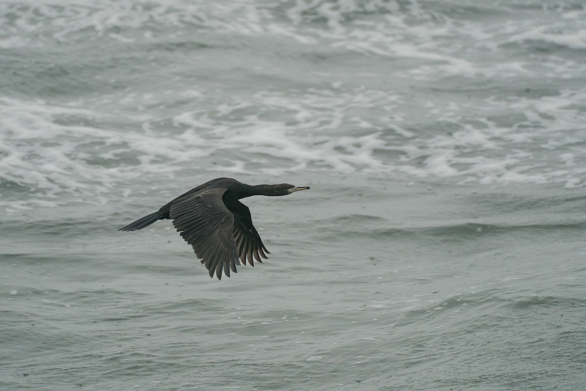 Red-faced Cormorant - ML646579172