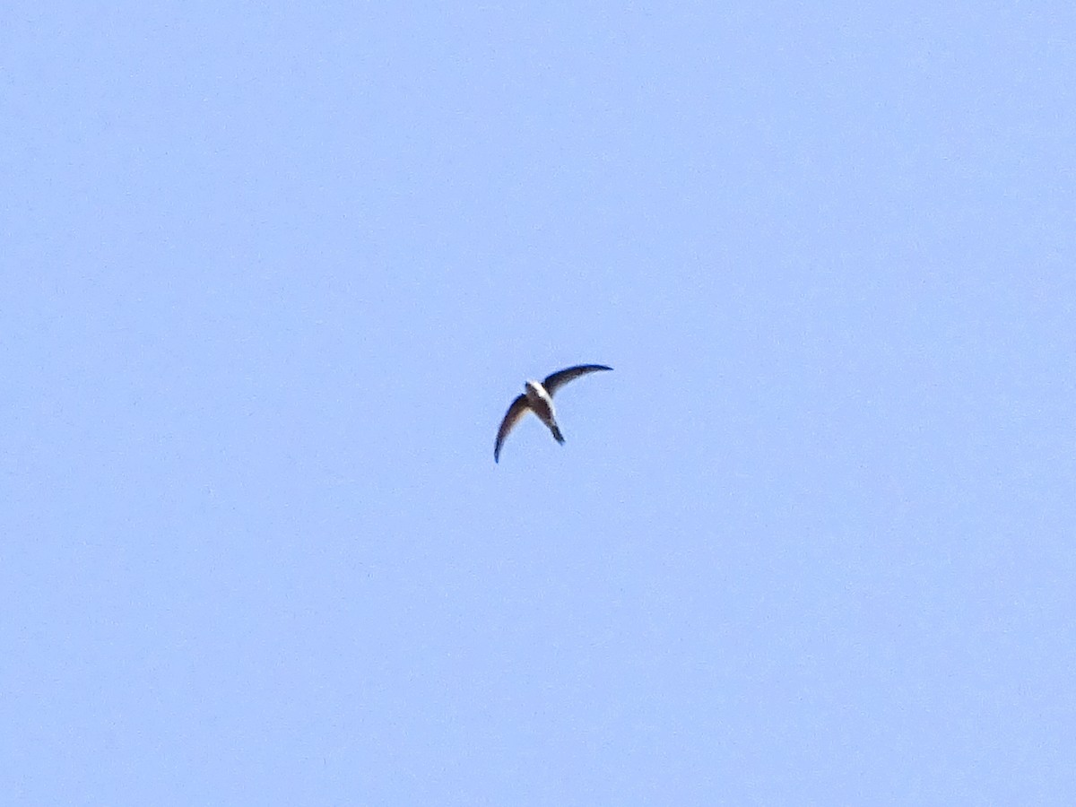 asiapalmeseiler - ML646579178