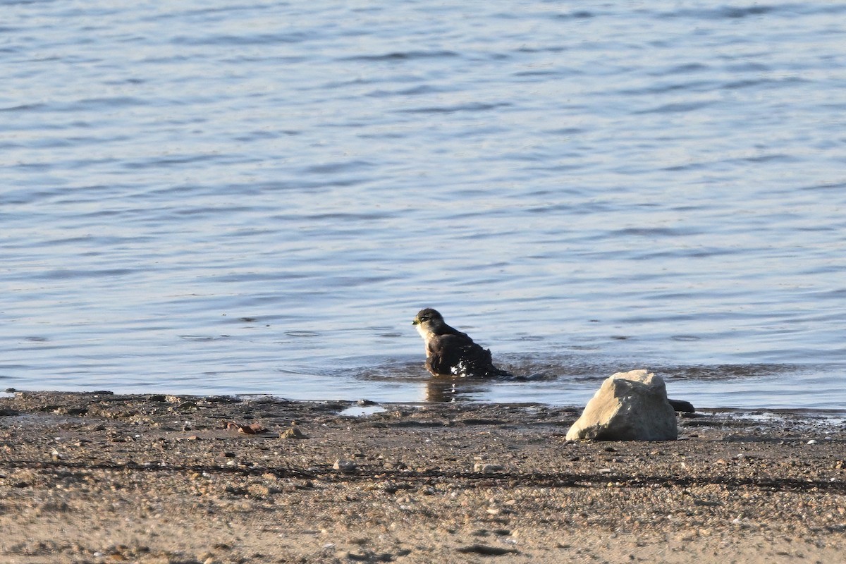 Merlin (columbarius) - ML646579181
