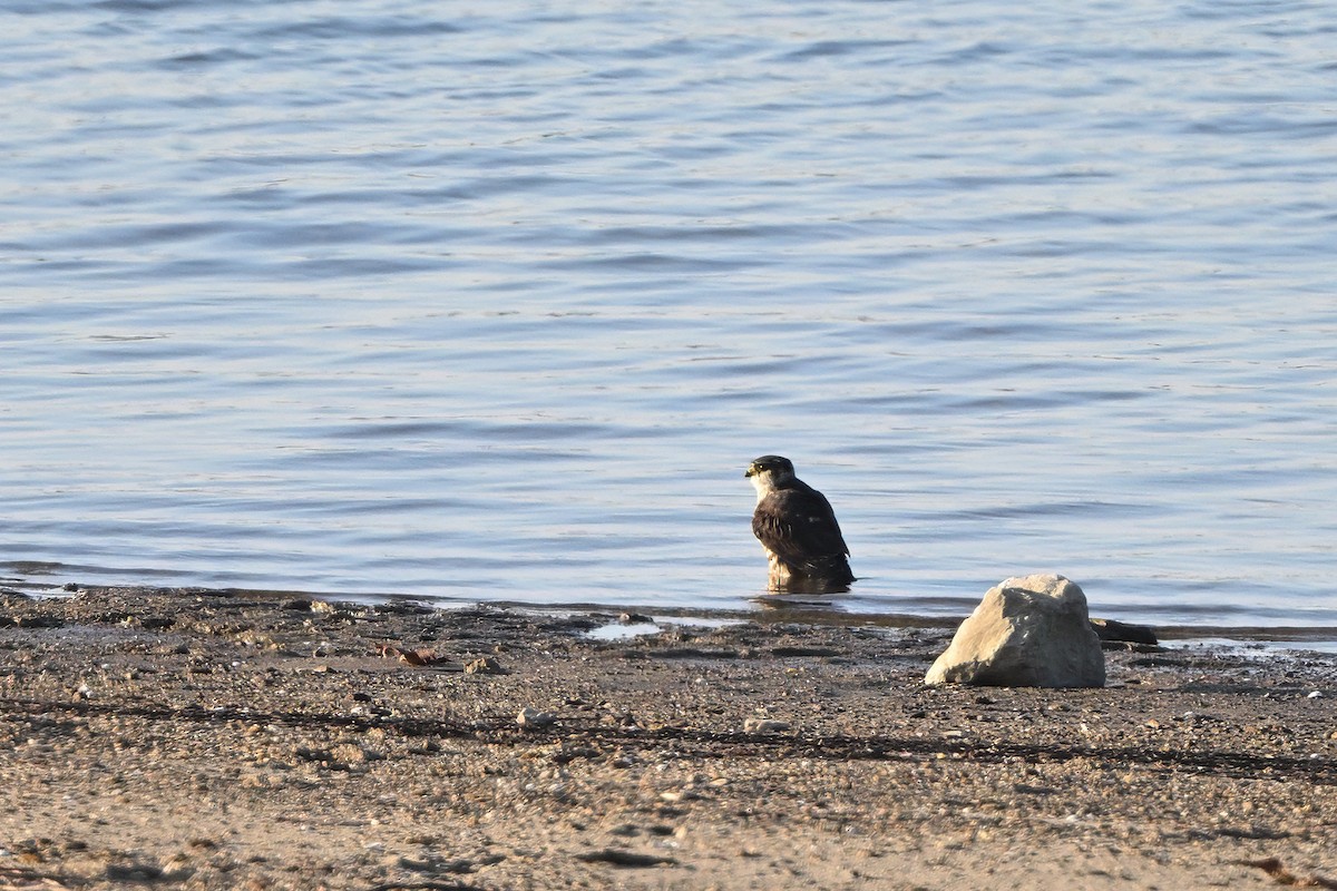 Merlin (columbarius) - ML646579182