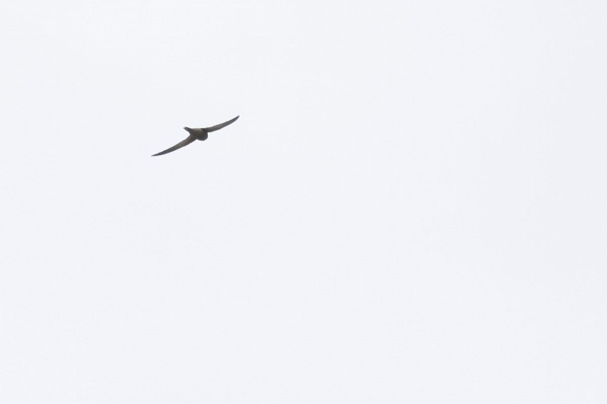 Серпокрилець чорний - ML646579183