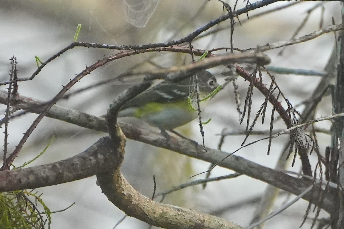 フタスジモズモドキ - ML646579195