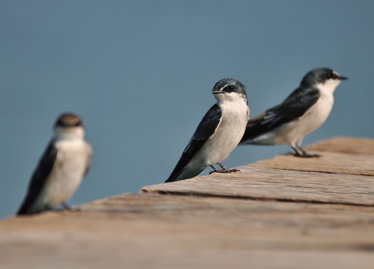 Mangrove Swallow - ML646579196