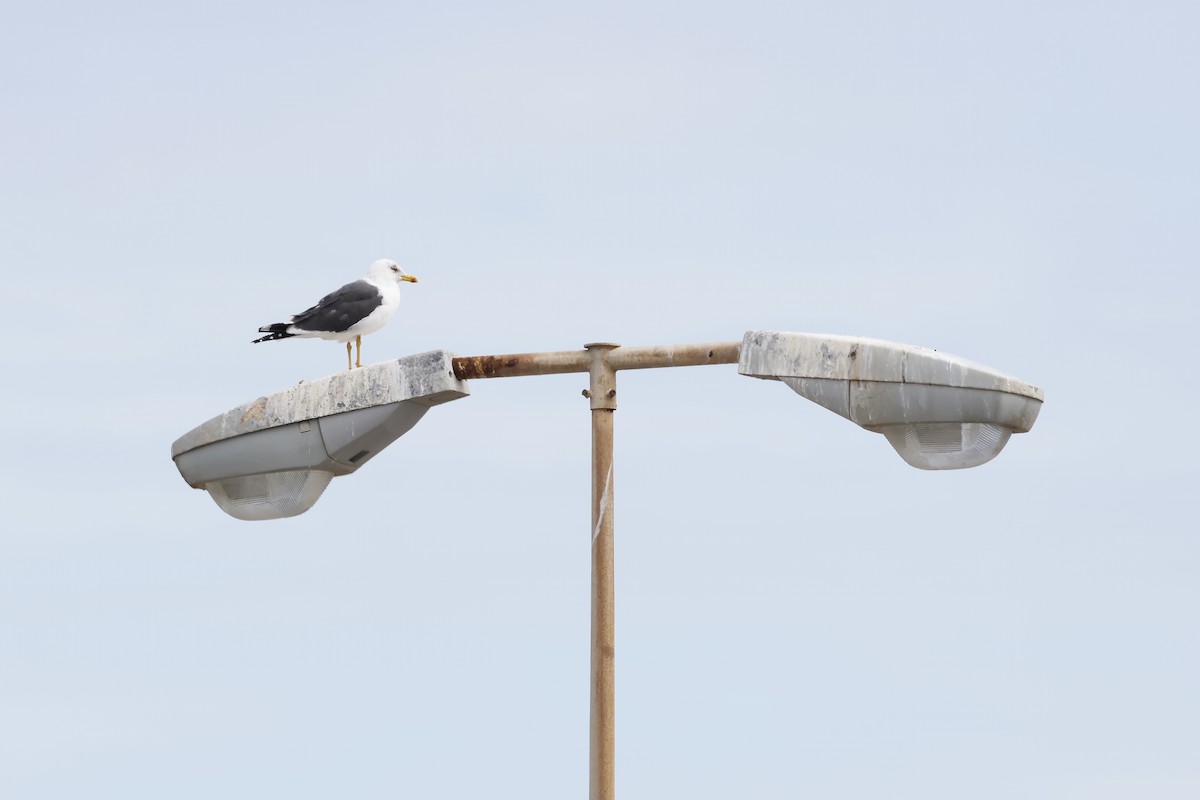 Lesser Black-backed Gull - ML646579199