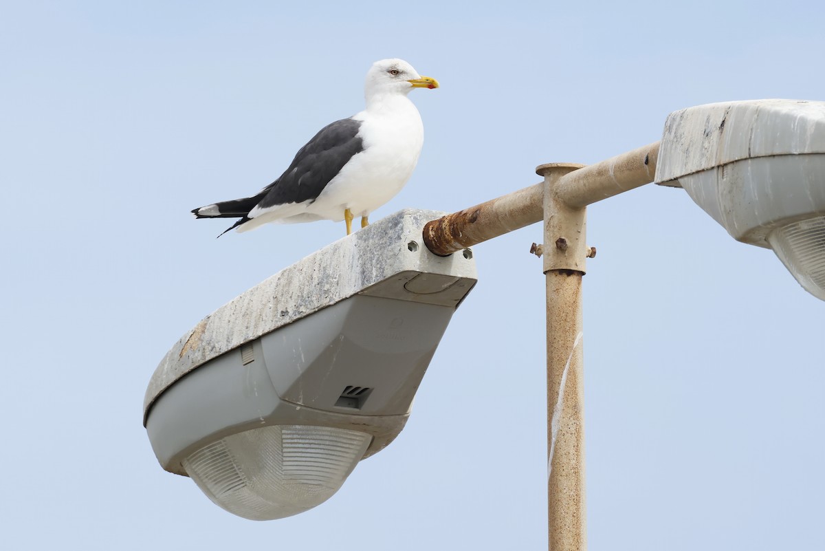 Lesser Black-backed Gull - ML646579200
