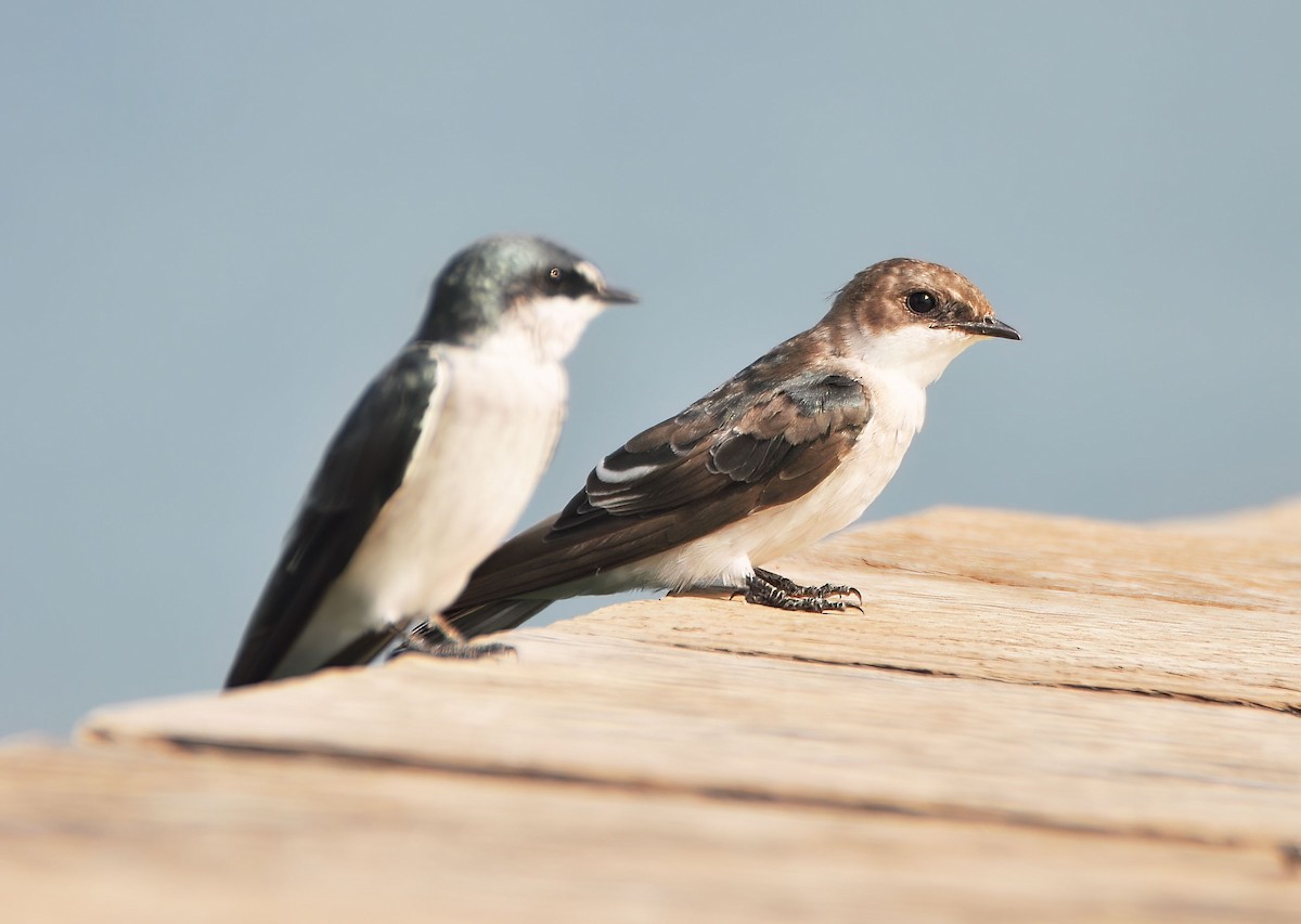 Mangrove Swallow - ML646579201