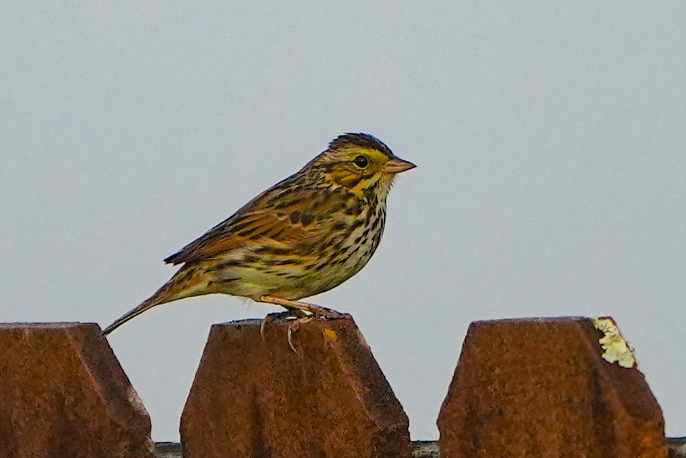 Savannah Serçesi - ML646579204