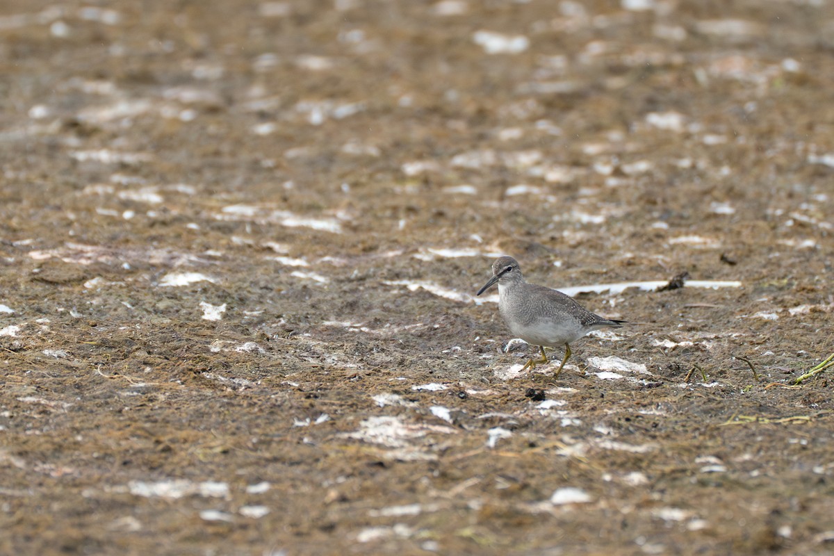 Коловодник попелястий - ML646579205