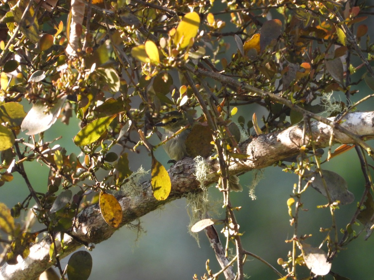 Golden-faced Tyrannulet - ML646579211