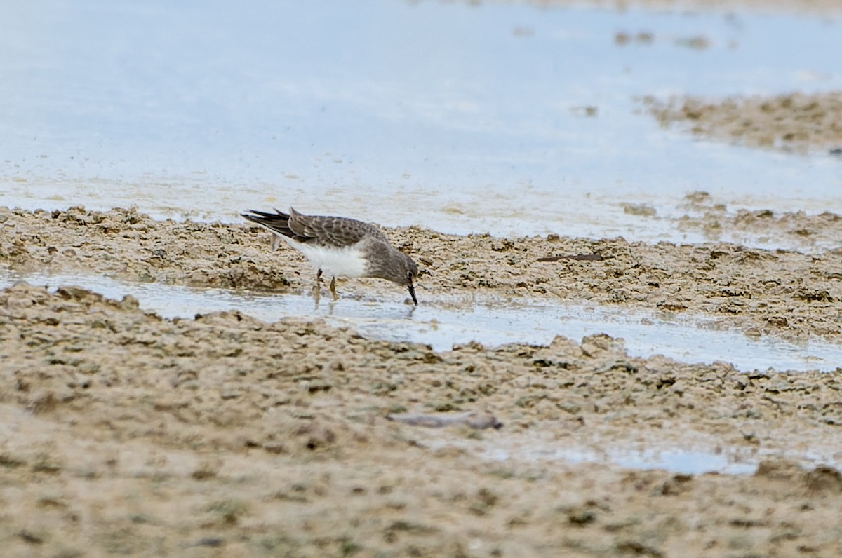 jespák šedý - ML646579215