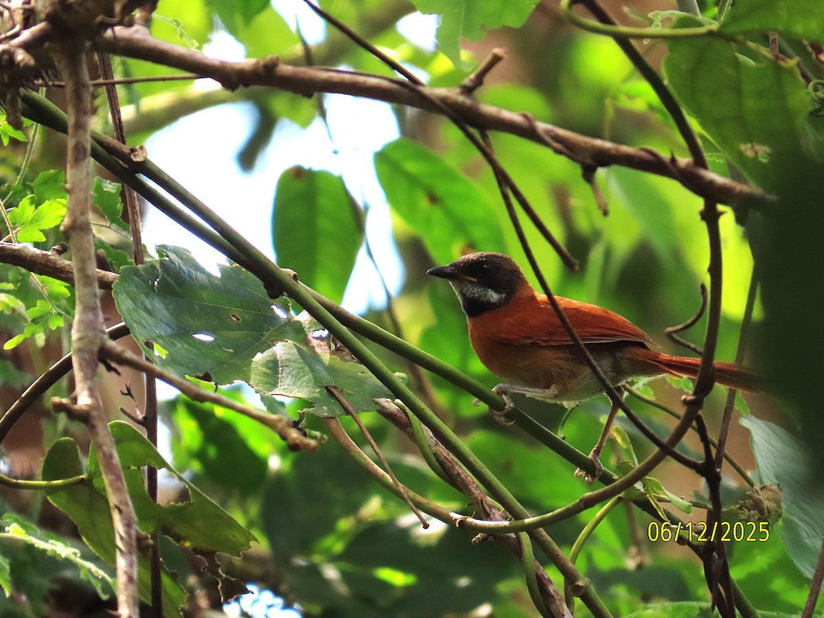 White-whiskered Spinetail - ML646579217