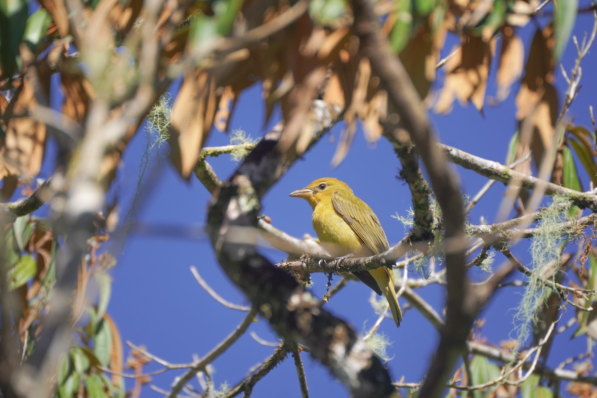Summer Tanager - ML646579219