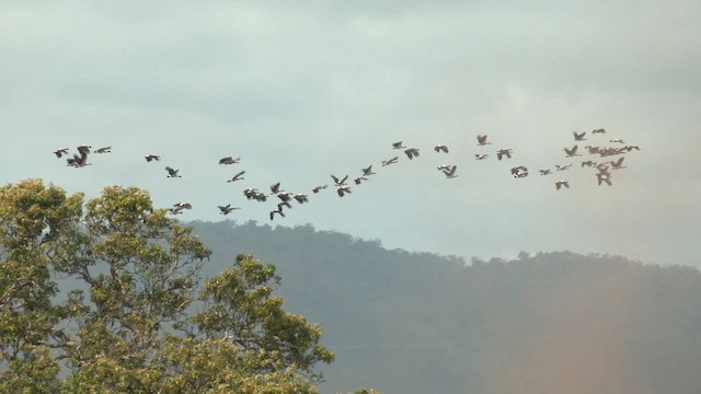 Ganso Urraca - ML646579224