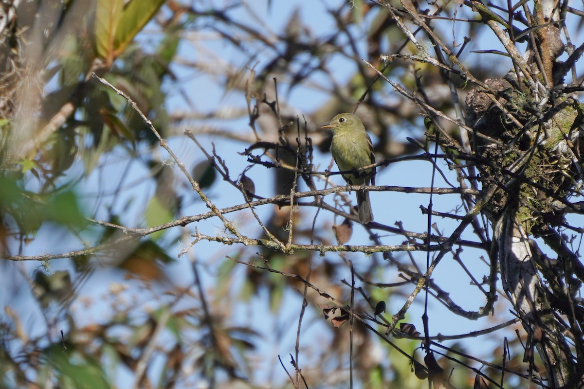 חטפית צהובת-גחון - ML646579225