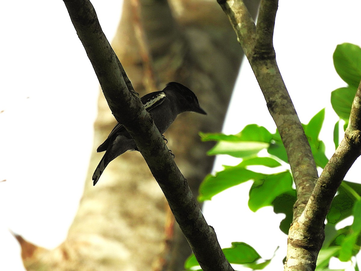 White-winged Becard - ML646579226