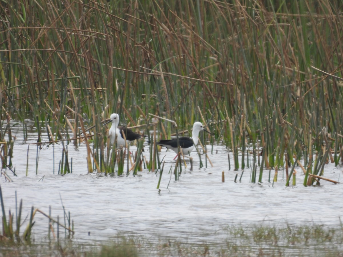 Zankaluze eurasiarra - ML646579228