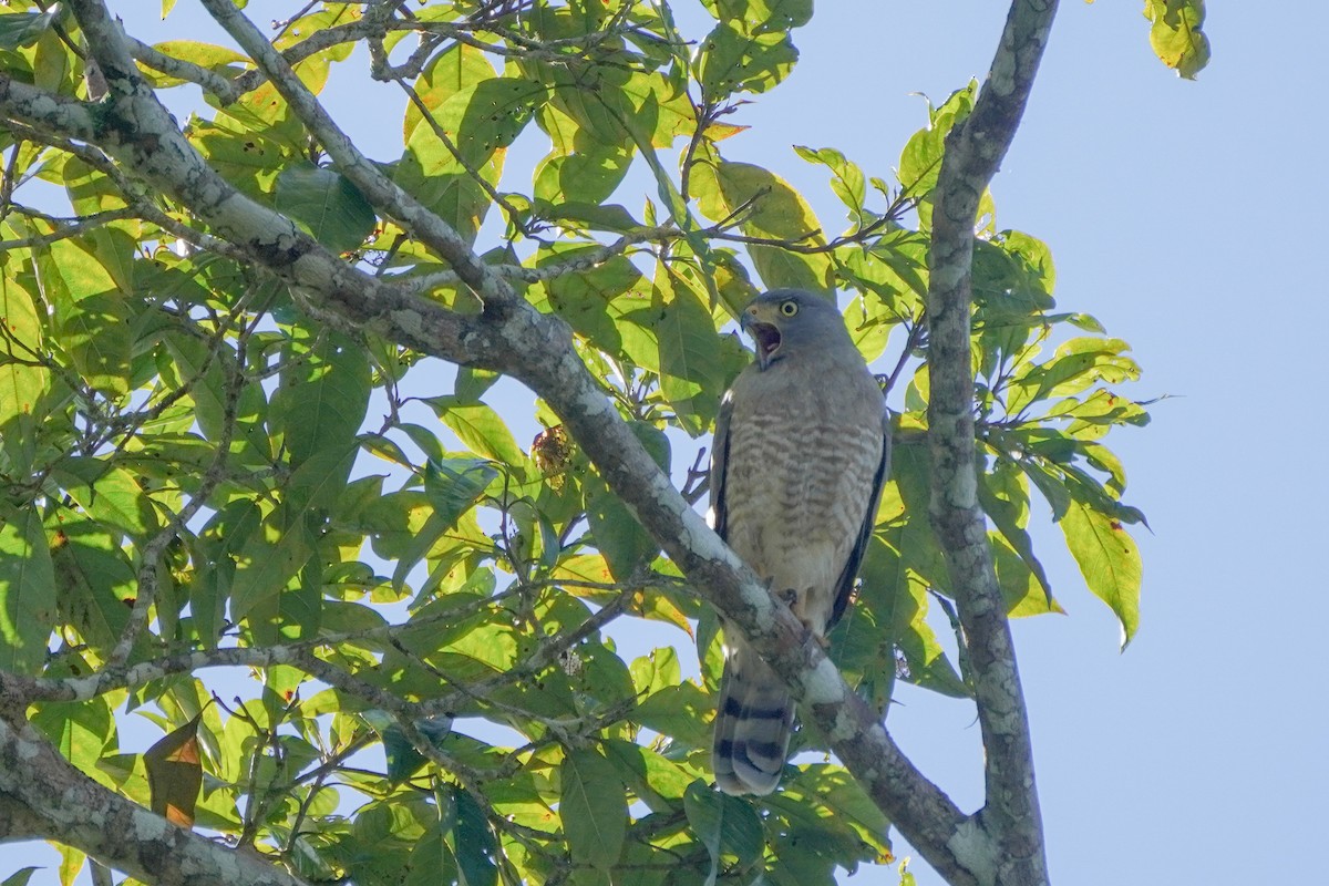 Roadside Hawk - ML646579230